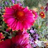 Gaillarde 'Bourgogne' géante - Gaillardia aristata 'Bourgogne'