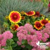 Gaillarde 'Lutin' - Gaillardia aristata 'Lutin'