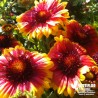 Gaillarde 'Lutin' - Gaillardia aristata 'Lutin'