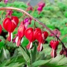 Coeur de Marie 'Valentine' - Dicentra spectablis 'Valentine'