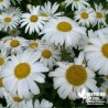 Leucanthemum maximum 'Etoile d'Anvers' (Chrysanthemum)