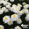 Leucanthemum maximum Wirral Supreme