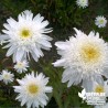 Leucanthemum maximum Wirral Supreme