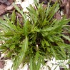 Roquette sauvage BIO** - Diplotaxis tenuifolia