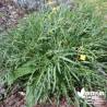 Roquette sauvage BIO** - Diplotaxis tenuifolia