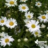 Leucanthemum maximum 'Princesse d'Argent' (Chrysanthemum)