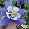 Ancolie des Jardins -  Aquilegia