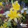 Ancolie des Jardins -  Aquilegia