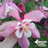 Ancolie des Jardins -  Aquilegia