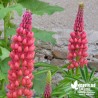 Lupin rouge  - Lupinus russel 'Les Pages'