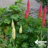 Lupin rouge  - Lupinus russel 'Les Pages'