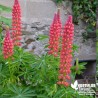 Lupin rouge  - Lupinus russel 'Les Pages'