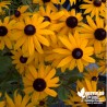 Echinacea fulgida 'Goldsturm' (Rudbeckia)