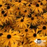 Echinacea fulgida 'Goldsturm' (Rudbeckia)