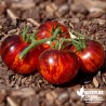 Tomate 'Reine de la Nuit' - Solanum lycopersicum 'Reine de la Nuit'