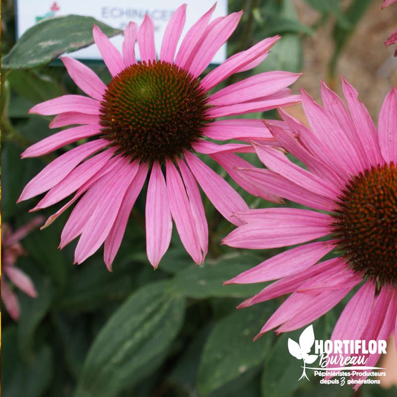 Echinacea purpurea (Rudbeckia)