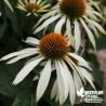 Echinacea purpurea 'White Swan' (Rudbeckia)