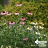 Echinacea purpurea 'White Swan' (Rudbeckia)