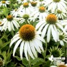 Echinacea purpurea 'White Swan' (Rudbeckia)