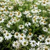 Echinacea purpurea 'White Swan' (Rudbeckia)