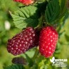 Mûroise mûre framboise 'Buckingham' - Rubus fruticosus (x) idaeus Buckingham® Tayberry