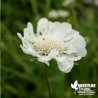 Scabieuse du Caucase blanche - Scabiosa caucasica 'Alba'