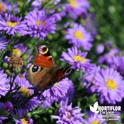 Aster dumosus 'Lady in Blue'