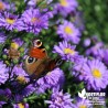 Aster dumosus 'Lady in Blue'