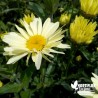 Leucanthemum superbum 'Banana Cream' (chrysanthemum)