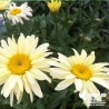 Leucanthemum superbum 'Banana Cream' (chrysanthemum)