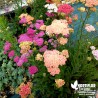 Achillée 'Summer Pastel' - Achillea millefolium 'Summer Pastel'