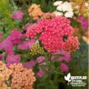 Achillée 'Summer Pastel' - Achillea millefolium 'Summer Pastel'