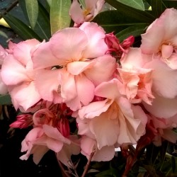 Laurier Rose - Nerium oleander