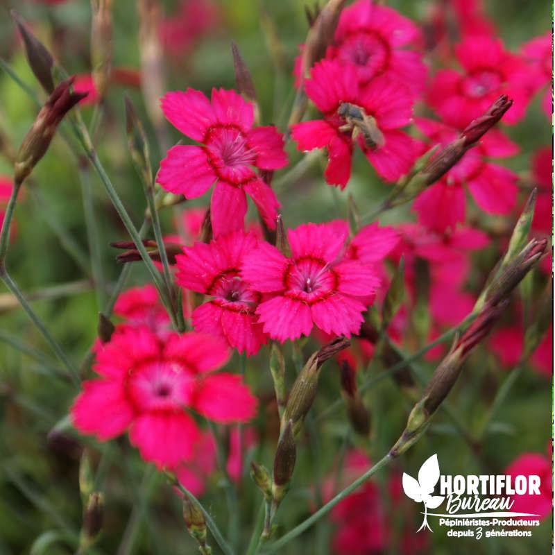 Œillet deltoïde rouge - Dianthus deltoïdes