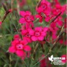 Œillet deltoïde rouge - Dianthus deltoïdes