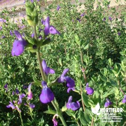 Salvia greigii bleue