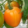 Tomate 'Orange Coeur de Boeuf' - Solanum lycopersicum 'Ochsenherz'