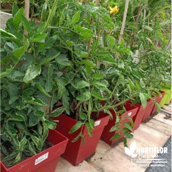 Aubergine 'Sultane' F1 greffée - Solanum melongena