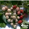 Kit 'Fraisiers d'Exception' 6 plants