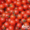 Tomate 'Cerise rouge' - Solanum lycopersicum 'Miel du Mexique'