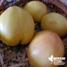 Tomate 'Coeur de Boeuf crème' - Solanum lycopersicum 'Cuor di Bue'