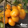 Tomate 'Vésuve jaune' - Solanum lycopersicum 'Vesuvio'