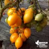 Tomate 'Vésuve jaune' - Solanum lycopersicum 'Vesuvio'