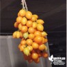 Tomate 'Vésuve jaune' - Solanum lycopersicum 'Vesuvio'