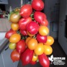 Tomate 'Vésuve jaune' - Solanum lycopersicum 'Vesuvio'