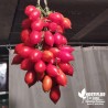 Tomate 'Vésuve rouge' - Solanum lycopersicum 'Vesuvio'