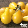 Tomate 'Poire jaune' - Solanum lycopersicum 'Yellow pearshaped'