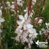 Gaura lindheimeri blanc