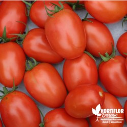 Tomate 'Roma' - Solanum...