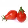 Tomate 'Poire rouge' - Solanum lycopersicum  'Red pear'